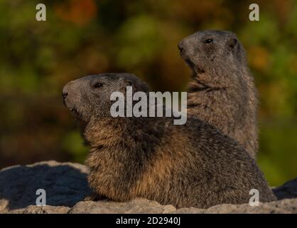 Marmot sur la pierre dans beau soleil couleur d'été matin Banque D'Images
