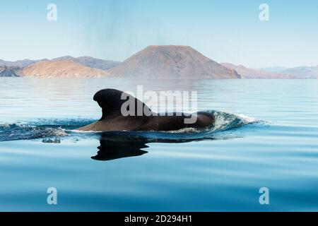 Rorquals à tête courte, Globicephala macrorhynchus, NAGEOIRE à baleine pilote mâle, Canal de Ballenas, Basse-Californie, Mexique, Golfe de Californie, mer de Banque D'Images