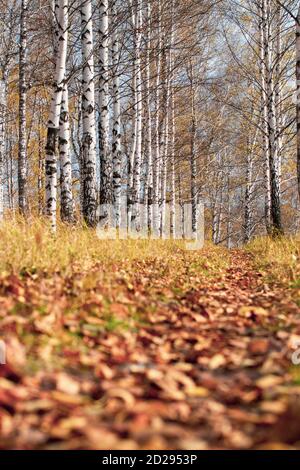 Birch grove à Golden Sunlight par temps clair. Chemin entre les arbres Banque D'Images