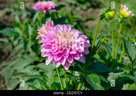 Dahlia sur fond de fleurs. L'accent sur fleur. Profondeur de champ. Banque D'Images