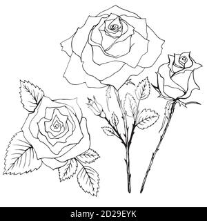 page de coloriage adulte de fleur de rose noire avec dessin de croquis au  crayon de bouquet décoratif de rose sauvage 12714558 Art vectoriel chez  Vecteezy