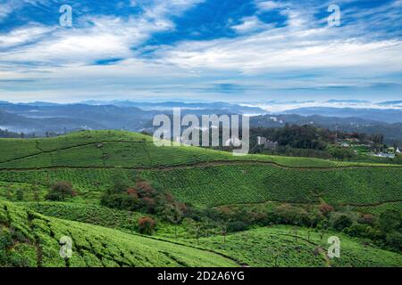 Beauté des jardins de thé - Munnar, État du Kerala, Inde Banque D'Images