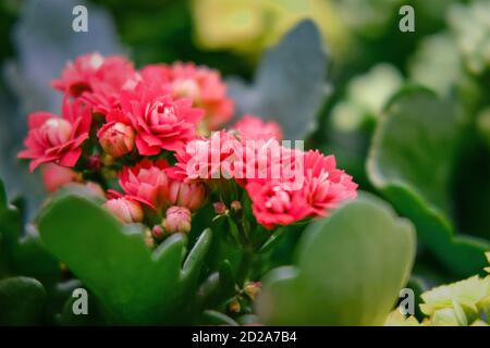 Kalanchoe Blossfeldiana est une plante succulente aux fleurs rouges. Il grandit sauvage à Madagascar. Une belle maison à fleurs populaire. Banque D'Images