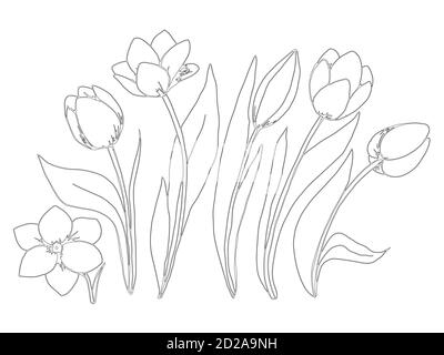 Coloriage de la collection de fleurs de la tulipe. Illustration de Vecteur