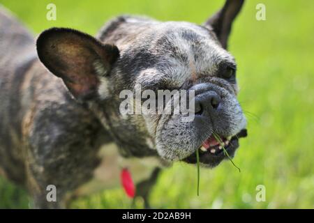 Un vieux Bulldog français mangeant de l'herbe. Banque D'Images