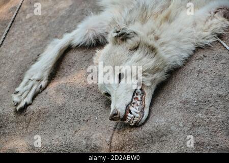 Peau de loup blanc mort avec tête et pattes. Gros plan sur un prédateur craineux Banque D'Images