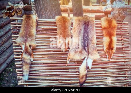 Clôture rustique sur laquelle les chasseurs sèchent les peaux tannées. Peaux d'animaux sur des crânes de vache et d'eau. Banque D'Images