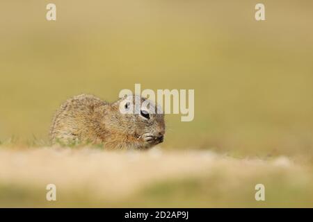 Écureuil de sol européen, Spermophilus citellus, en train de manger des graines et assis dans l'herbe en fin d'après-midi d'été, portrait d'animal détaillé, République Tchèque Banque D'Images