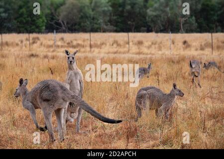 Kangourous dans un paysage brun jaune dans les Grampians in Australie Banque D'Images