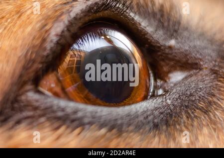 Macrophotographie de l'œil du berger allemand. Magnifique œil de berger allemand Banque D'Images