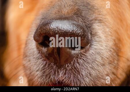 Nez d'un beau berger allemand gros plan, macro Banque D'Images