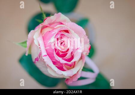 Belle rose blanche et rose avec des feuilles vertes en gros plan un arrière-plan gris flou Banque D'Images