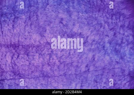 Texture mouton laine bleue, fourrure gros plan. Fond de peau de mouton violet. Texture de laine de mouton violette, tapis. Banque D'Images