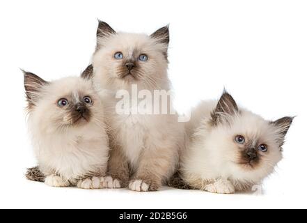 Groupe de trois chatons sacrés de la Birmanie sur fond blanc Banque D'Images