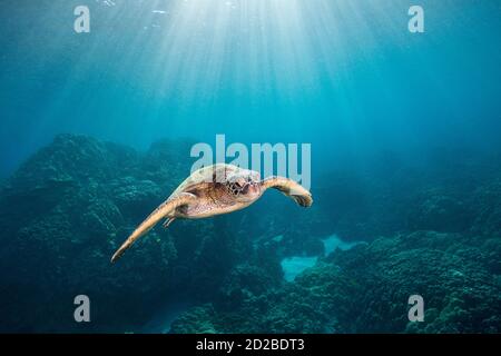 Tortue de mer verte ou Henu, Chelonia mydas, baignade sur le récif corallien, Honaunau, Kona du Sud, Hawaii, Etats-Unis ( Central Pacific Ocean ) Banque D'Images