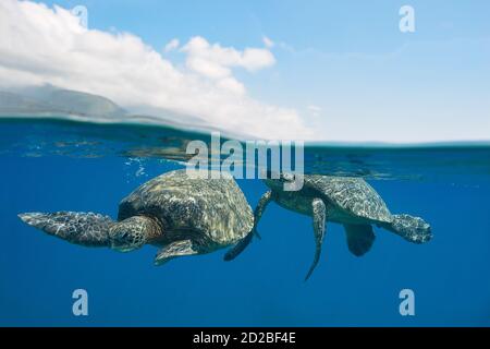 Tortues de mer vertes, Chelonia mydas ( espèces menacées ), paire de courtisans, Wahikuli, West Maui, Hawaii, États-Unis ( Central Pacific Ocean ) Banque D'Images