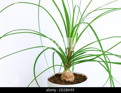 Un gros plan de la jeune plante nolin, bocarneya, sur fond blanc. Banque D'Images