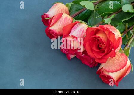 Sept belles roses jaunes-rouges se trouvent sur un fond bleu foncé. Banque D'Images
