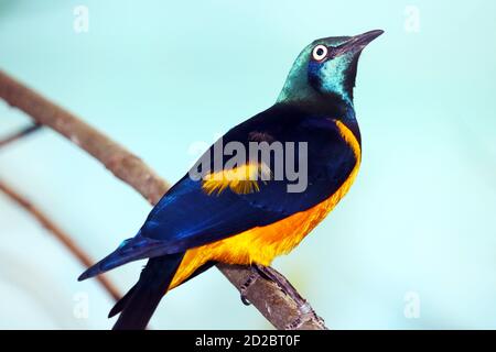 Le lamprotornis regius, aux couleurs chatoyantes et aux couleurs chatoyantes, avec vue latérale sur une branche et vue vers le haut Banque D'Images