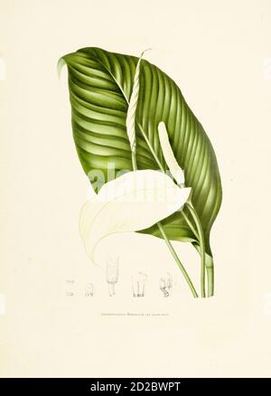 Gravure antique du XIXe siècle d'un spathiphyllum, également connu sous le nom de nénuphars de paix. Illustration de Berthe Hoola van Nooten du livre fleurs, fruits et F. Banque D'Images