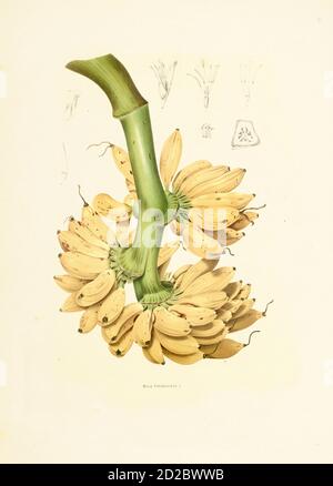 Gravure antique de musa paradisiaca (également connue sous le nom de plantain français ou simplement plantain). Illustration par Berthe Hoola van Nooten du livre fleurs Banque D'Images