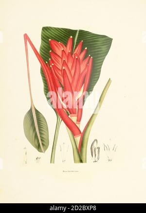 Illustration antique d'un musa coccinea (également connu sous le nom de banane écarlate ou de banane à fleurs rouges). Gravure de Berthe Hoola van Nooten du livre FLE Banque D'Images