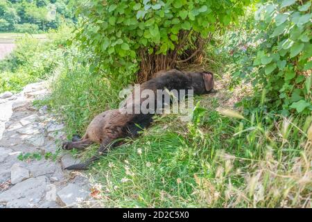Chien noir et marron dormant sous un buisson vert l'ombre par une chaude journée ensoleillée Banque D'Images