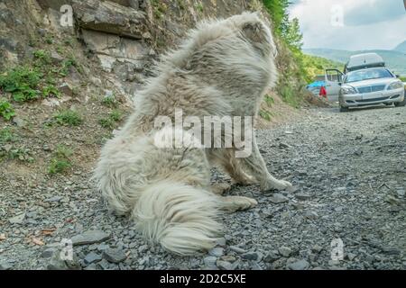 Un énorme chien blanc errant se trouve près de la route et regarde la distance par temps ensoleillé. Banque D'Images