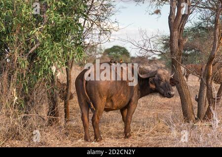 Buffle de cap solitaire (syncerus caffer) debout sur des plaines sèches avec des boeufs à bec jaune sur son dos, réserve de gibier de Ngutuni, Tsavo, Kenya Banque D'Images