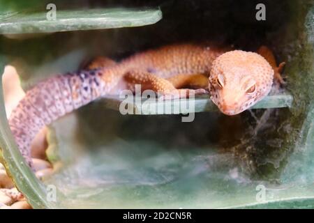 Leopard tacheté enablefor (lat. Eublepharis macularius) est un grand lézard du genre eublepharis. La longueur du corps avec une queue est de 25 à 3 Banque D'Images