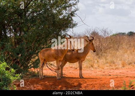 Une paire de hartebeest de Coke (Alcelaphus buselaphus cokii) ou de kongoni debout à l'ombre d'une grande brousse, Tsavo, Kenya, Afrique de l'est Banque D'Images