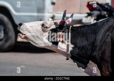 Une vache noire et blanche avec des cornes peintes en rouge se moquant dans les rues de Chennai. Tamil Nadu, Inde Banque D'Images