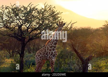 Une girafe sud-africaine (Giraffa camelopardalis giraffa) devant un coucher de soleil à la réserve d'Erindi, en Namibie. Banque D'Images