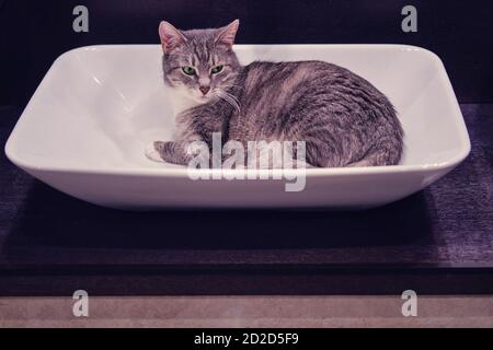 Chat gris couché dans une petite salle de bain à prendre une douche Banque D'Images