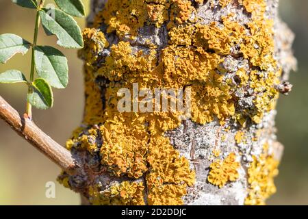 Détail du champignon sur l'écorce d'un arbre. L'écorce des arbres et de la brousse est souvent utilisée pour placer des parasites végétaux, y compris des mousses, des champignons et des lichens Banque D'Images