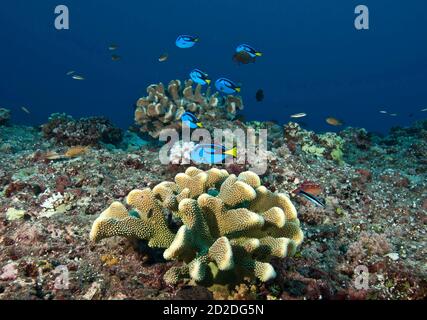 École de poissons-surgidés à palette (Paracanthurus hepatus) planant au-dessus de la tête de corail, Palau, Micronésie Banque D'Images