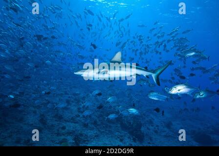 Requin gris de récif (Carcharhinus amblyrhynchos) dans un nuage de poissons à Blue Corner, Palau, Micronésie Banque D'Images