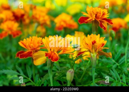Gros plan de semis de fleurs de marigold Banque D'Images