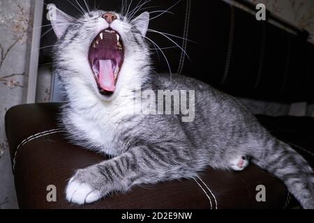 Les naons de chat se rapprochent sur le lit. Macro photo gorge, langue et dents. La bouche du chat est très ouverte. Anatomie de la féline de la mâchoire. Banque D'Images