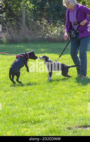 COURS D'ENTRAÎNEMENT POUR CHIENS. Le chien se présente d'abord les uns aux autres. Attention. Banque D'Images