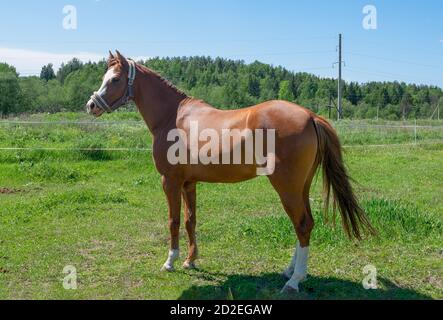 Un jeune cheval brun se dresse sur un pré vert par une journée d'été. Banque D'Images