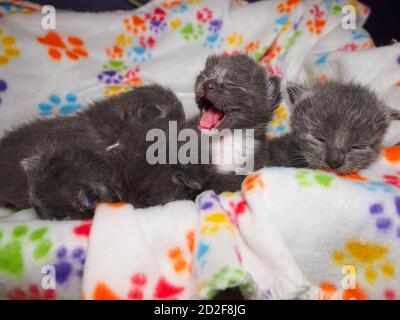 Un chaton d'une semaine lève sa tête de la pile de chaton pour truies, bouche largement ouverte. Banque D'Images