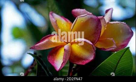 Gros plan sur les fleurs de frangipani rouge Banque D'Images