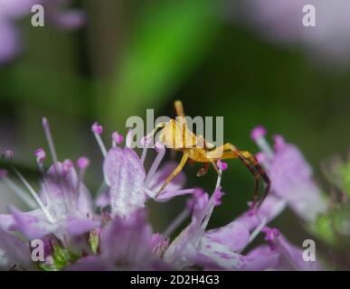 gros plan d'une petite araignée sur la fleur Banque D'Images