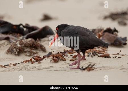 New Zealand variable Oystercatcher (variante noire) sur une plage de Catlins. Banque D'Images