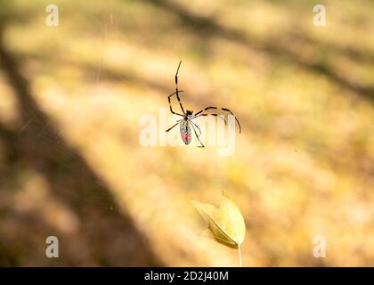 Gros plan d'une araignée japonaise Joro essayant de retirer la feuille d'automne de son web. Banque D'Images