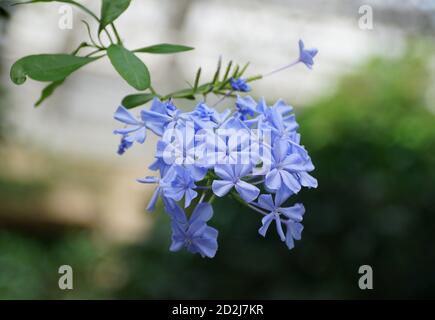 Gros plan sur les fleurs bleu clair Plumbago, une plante tropicale grimpant Banque D'Images