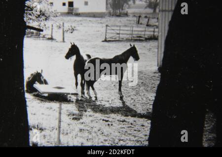 Fin années 1970 photographie vintage en noir et blanc de chevaux qui broutage dans le pâturage de la ferme. Banque D'Images