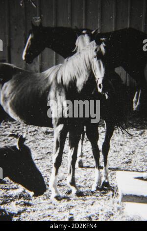 Fin années 1970 photographie vintage en noir et blanc de chevaux qui broutage dans le pâturage de la ferme. Banque D'Images