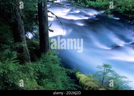 La région de McKenzie Wild & Scenic River, forêt nationale de Willamette, Oregon Banque D'Images